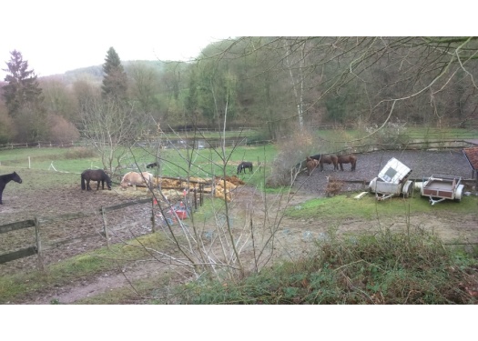 chevaux